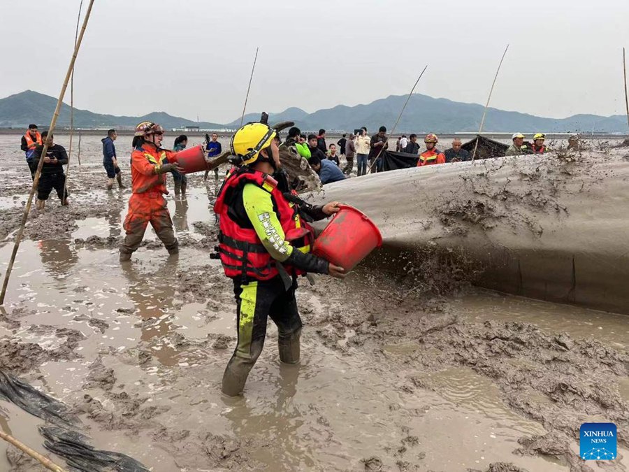 Zhejiang: soccorritori aiutano capodoglio arenato a tornare in mare 