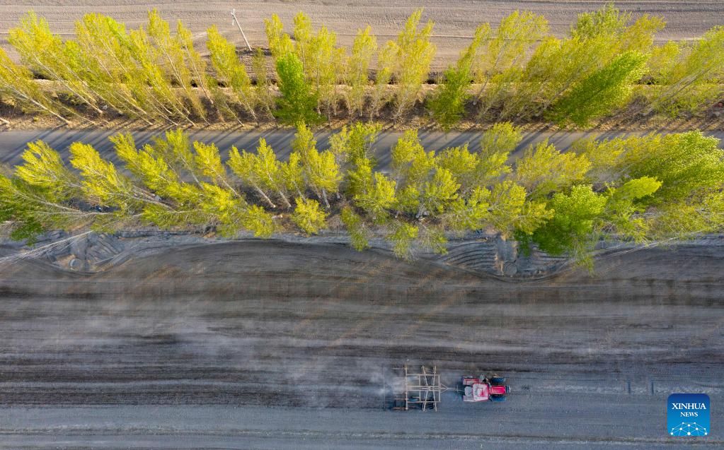 Xinjiang: la coltivazione del cotone in pieno svolgimento