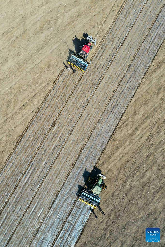 Xinjiang: la coltivazione del cotone in pieno svolgimento