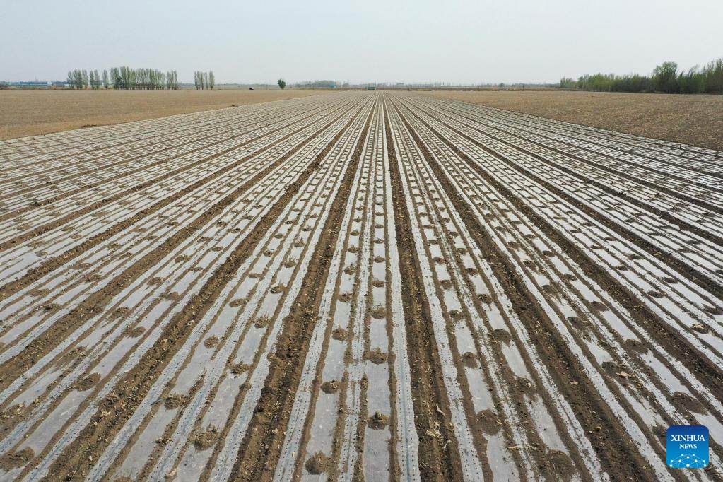 Xinjiang: la coltivazione del cotone in pieno svolgimento