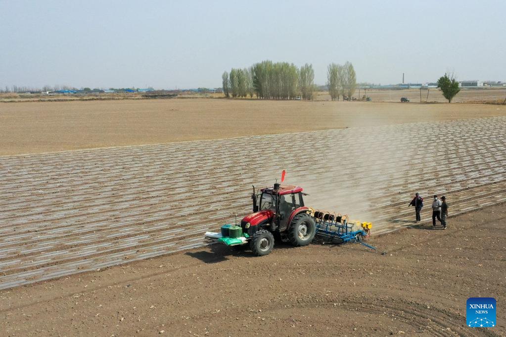 Xinjiang: la coltivazione del cotone in pieno svolgimento