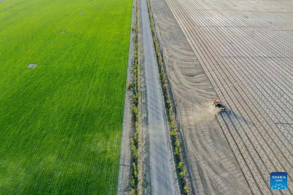 Xinjiang: la coltivazione del cotone in pieno svolgimento