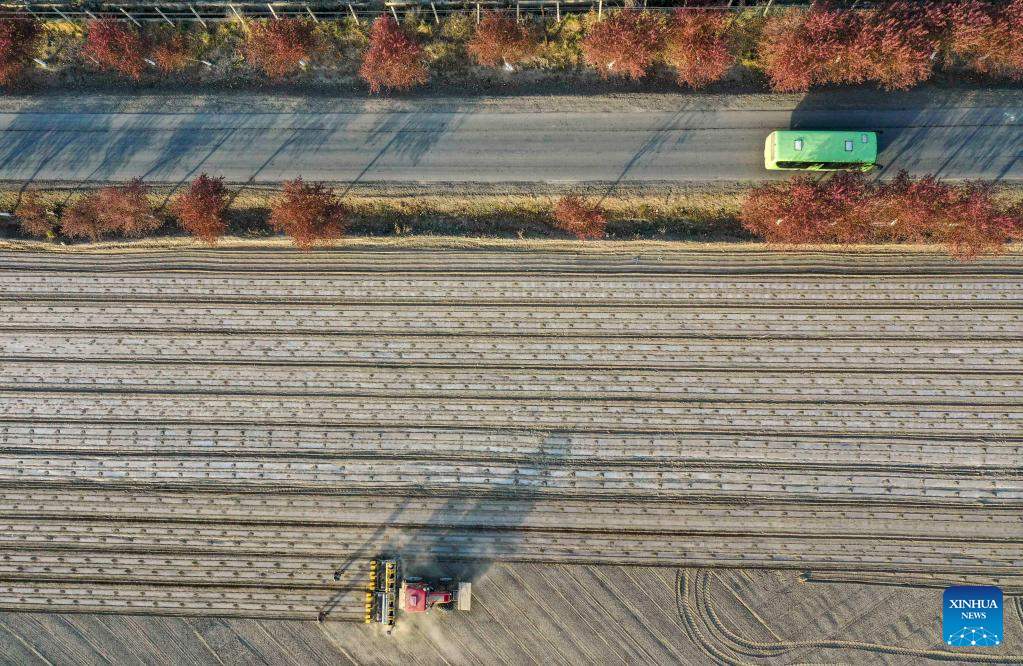 Xinjiang: la coltivazione del cotone in pieno svolgimento