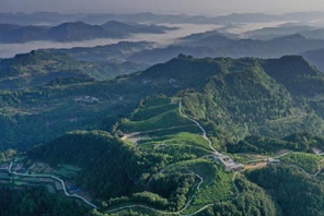 Sichuan, montagne desolate diventano bel giardino di tè