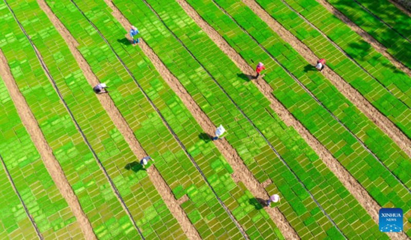 Cina: contadini impegnati nei lavori agricoli primaverili