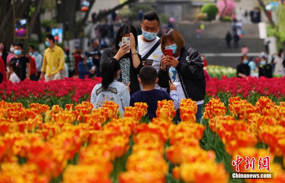 Xining, Qinghai: 220 mila tulipani in piena fioritura