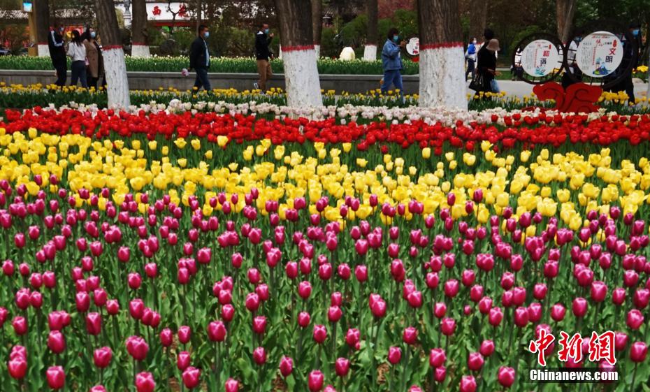 Xining, Qinghai: 220 mila tulipani in piena fioritura