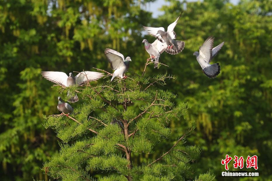 Monte Zijin, Nanjing: un buon ambiente crea un 