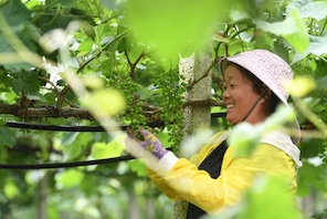 La rivitalizzazione rurale promuove lo sviluppo economico nell'area montuosa del Guangxi