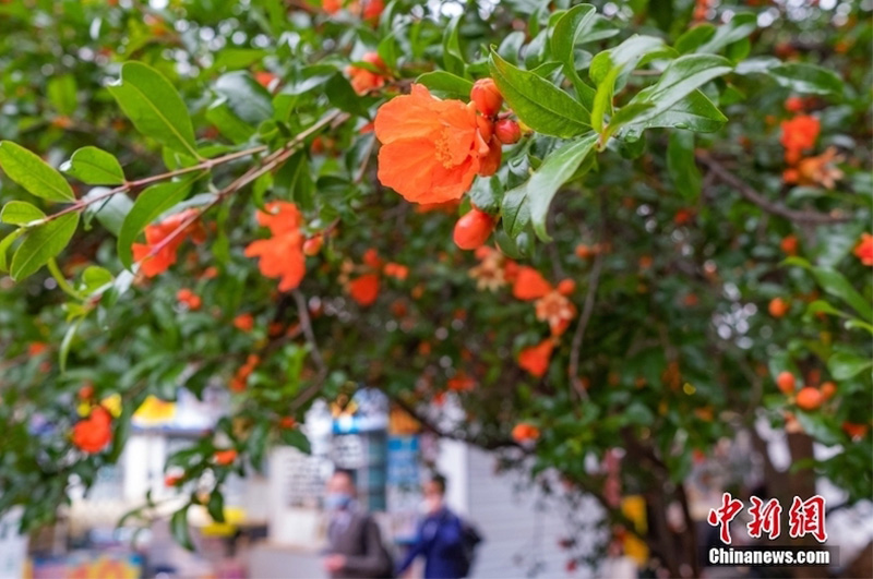 Nanjing, melograno di 122 anni pieno di fiori