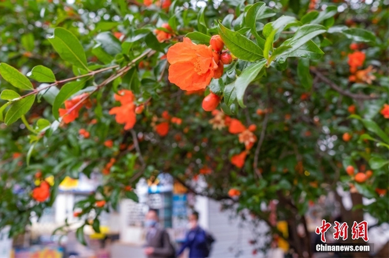Nanjing, melograno di 122 anni pieno di fiori