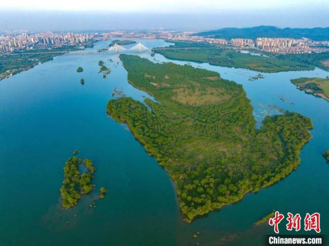 Xiangyang, la zona umida ecologica del fiume Hanjiang presenta uno scenario verde