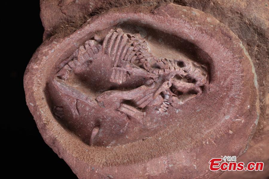 Cina: scoperti i fossili di embrioni di adrosauro meglio conservati al mondo