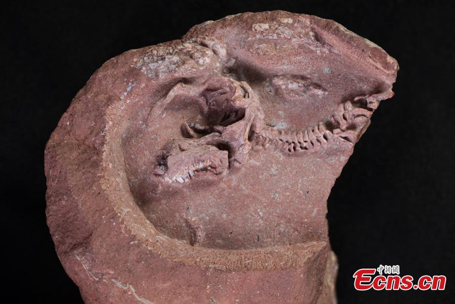 Cina: scoperti i fossili di embrioni di adrosauro meglio conservati al mondo