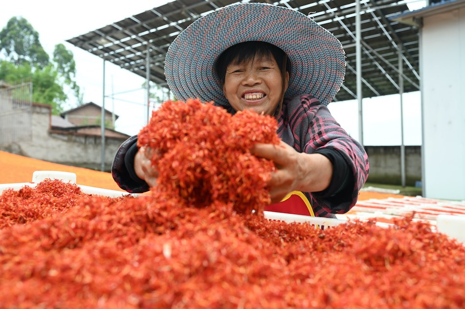 Neijiang, Sichuan: caratteristica piantagione aiuta ad aumentare il reddito