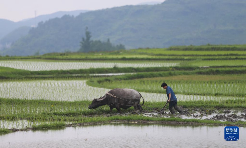 Granaglie nella Spiga: periodo in cui gli agricoltori sono più impegnati