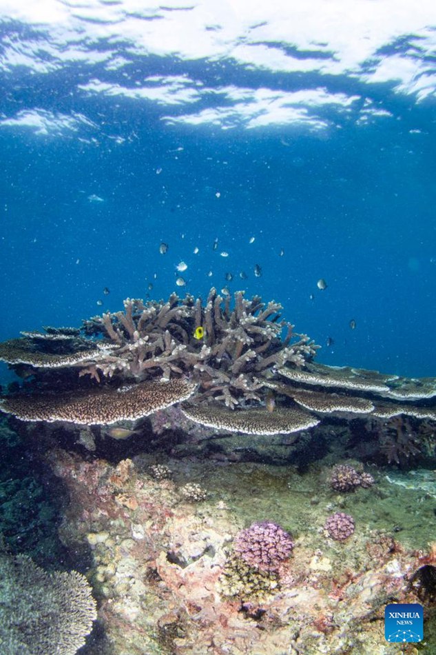 Hainan, Cina: piantati coralli per proteggere l'ecologia sottomarina