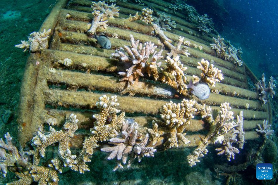 Hainan, Cina: piantati coralli per proteggere l'ecologia sottomarina
