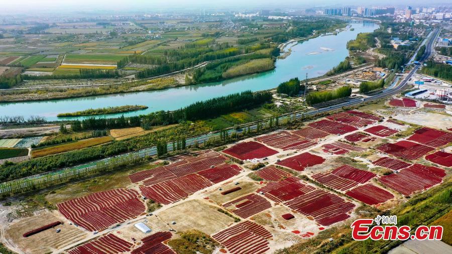 Massiccia raccolta di peperoncini nello Xinjiang