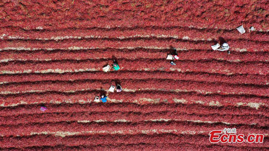 Massiccia raccolta di peperoncini nello Xinjiang