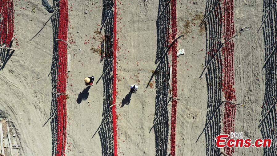 Massiccia raccolta di peperoncini nello Xinjiang