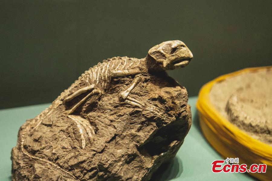 Il nuovo Museo di Storia Naturale di Chengdu pronto per l'apertura