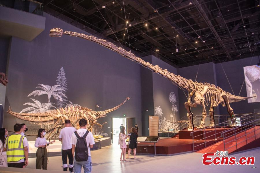Uno scheletro di Mamenchisaurus lungo 22 metri, uno dei più grandi dinosauri sauropodi rinvenuti in Cina, è in esibizione al Museo di Storia Naturale di Chengdu, nella provincia del Sichuan, nel sud-ovest della Cina. (15 giugno 2022 - China News Service/Liu Zhongjun)