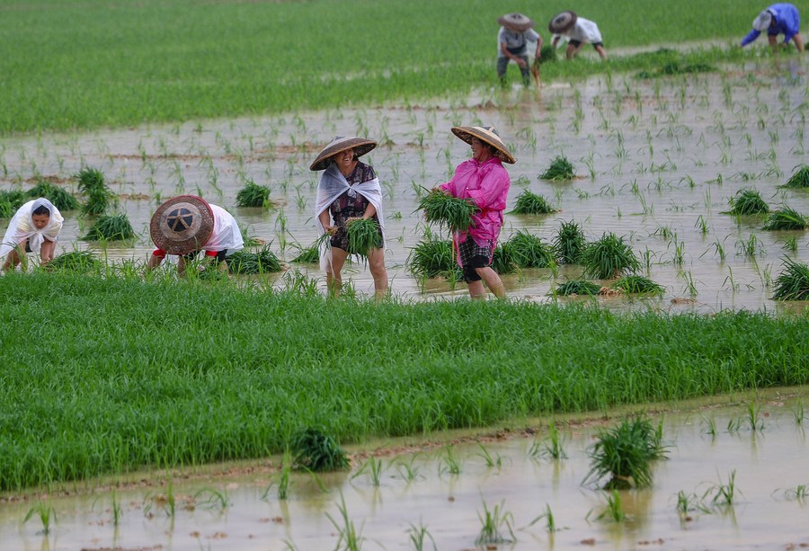 Agricoltori impegnati nelle risaie del villaggio di Shashuiping, distretto di Xindian della contea autonoma di Yuping Dong nella città di Tongren, provincia sud-occidentale del Guizhou. (5 giugno 2022 - Xinhua/Hu Panxue)