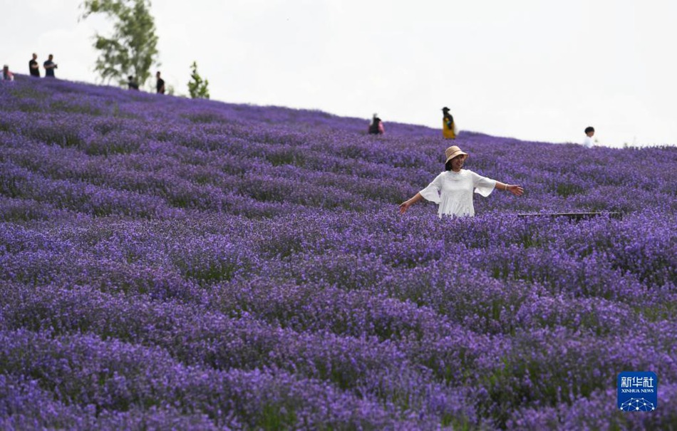 Xinjiang: la semina della lavanda promuove il turismo locale del villaggio Sigong