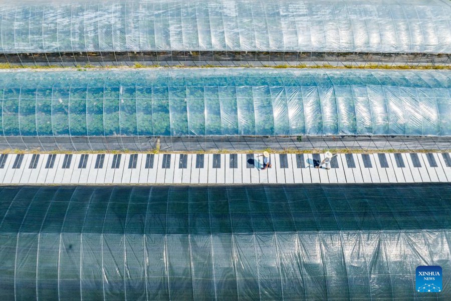 Cina: agricoltori impegnati con la coltivazione estiva