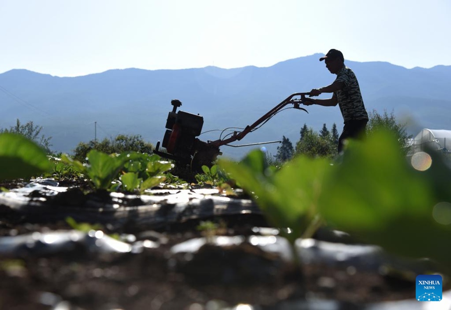 Cina: agricoltori impegnati con la coltivazione estiva