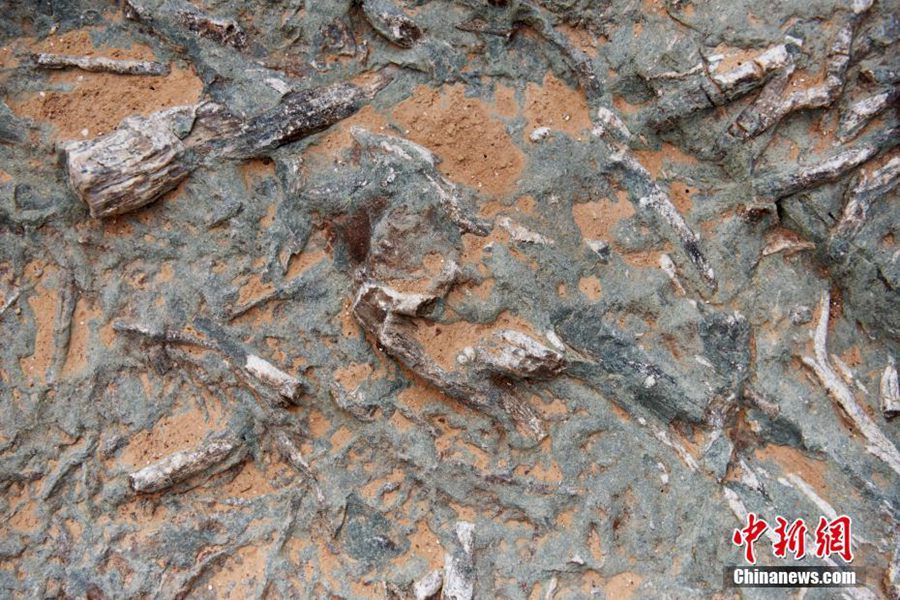 Hebei: scoperto il più grande sito di fossili di impronte di dinosauri