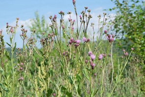 Ningxia, Cina: vegetazione lussureggiante fiorisce nella contea di Longde