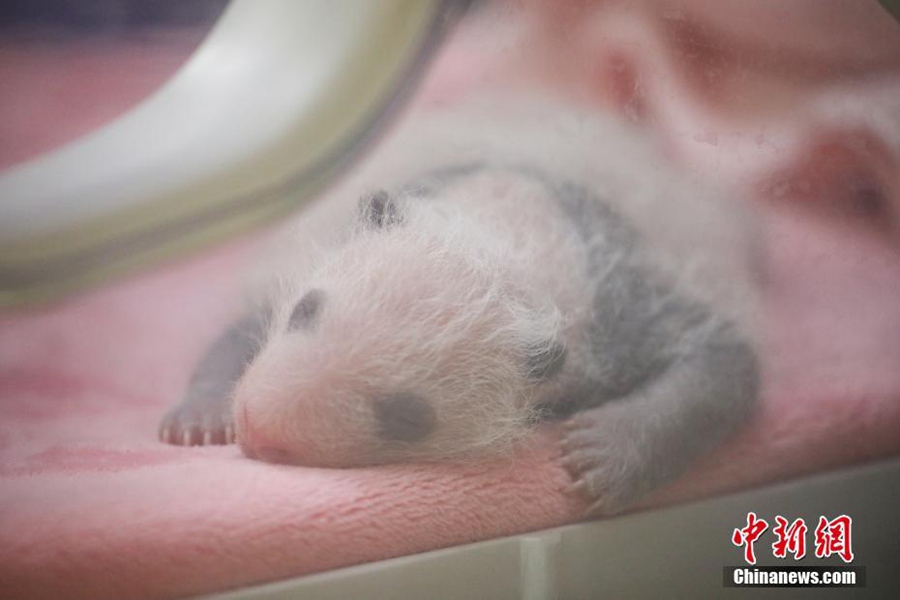 Chengdu: svelati i neonati cuccioli di panda gigante