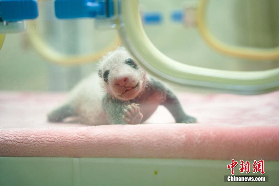Chengdu: svelati i neonati cuccioli di panda gigante