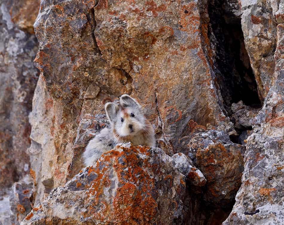 La specie in via di estinzione pica di Ili identificata a Jinghe, Xinjiang