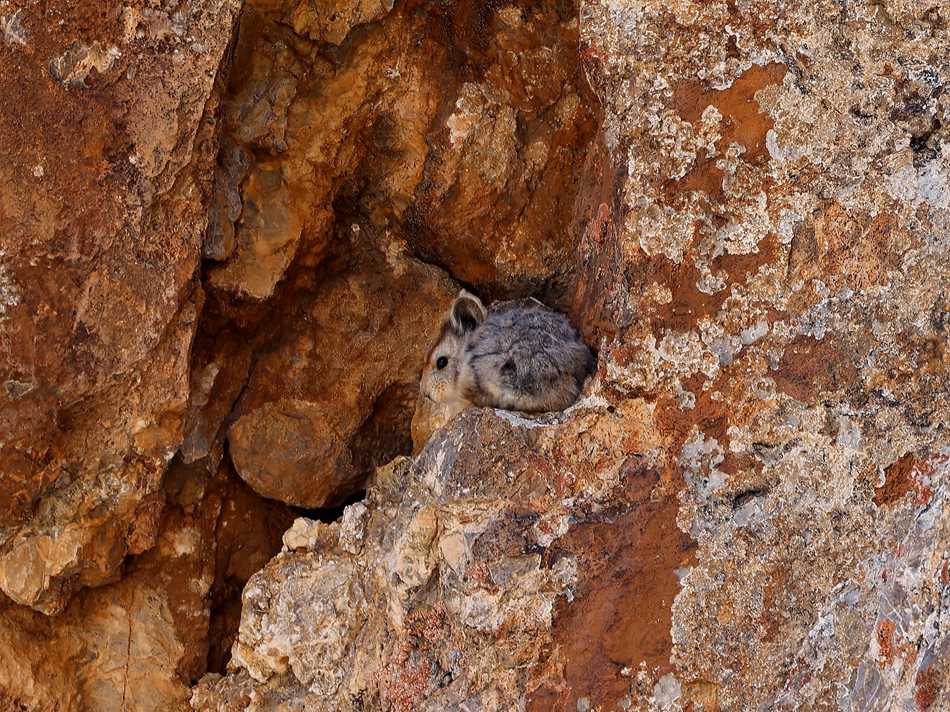 La specie in via di estinzione pica di Ili identificata a Jinghe, Xinjiang