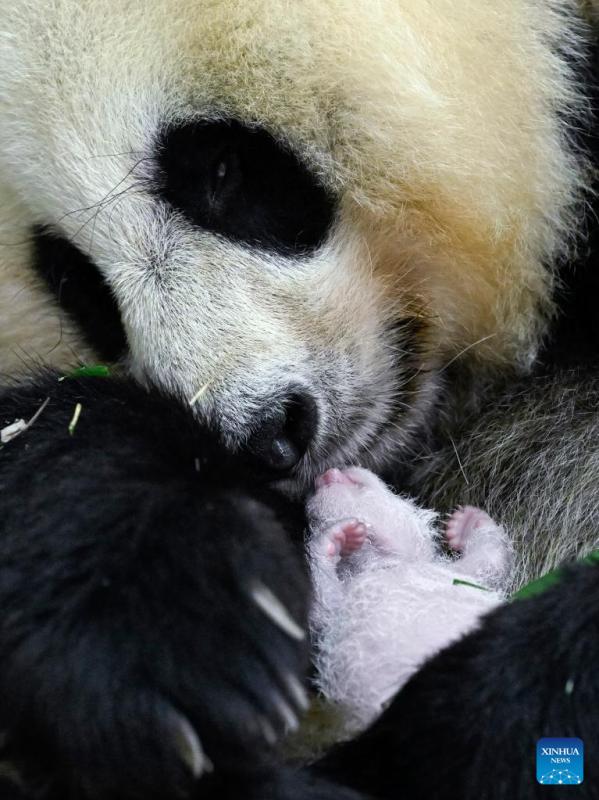 Sichuan: nato il cucciolo di panda di allevamento in cattività più pesante del mondo
