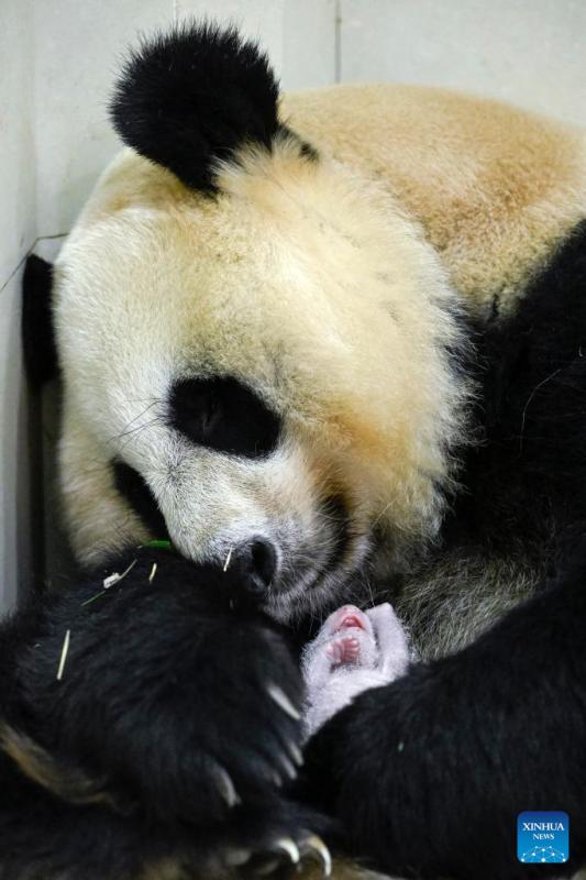 Sichuan: nato il cucciolo di panda di allevamento in cattività più pesante del mondo