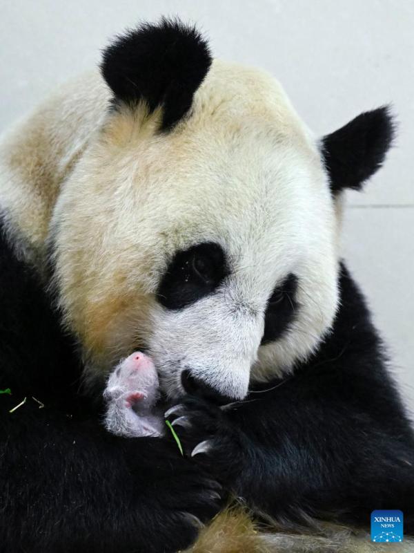 Sichuan: nato il cucciolo di panda di allevamento in cattività più pesante del mondo