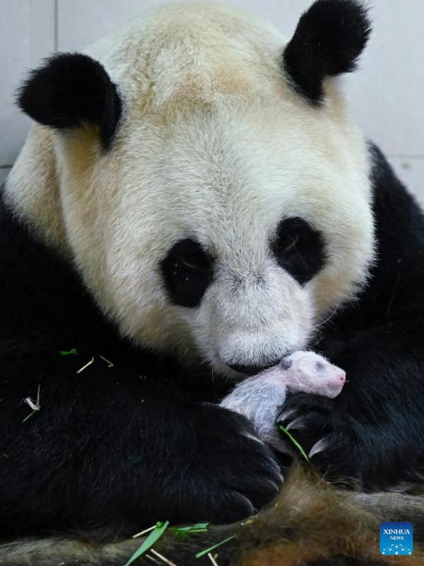 Sichuan: nato il cucciolo di panda di allevamento in cattività più pesante del mondo