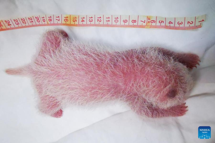 Sichuan: nato il cucciolo di panda di allevamento in cattività più pesante del mondo