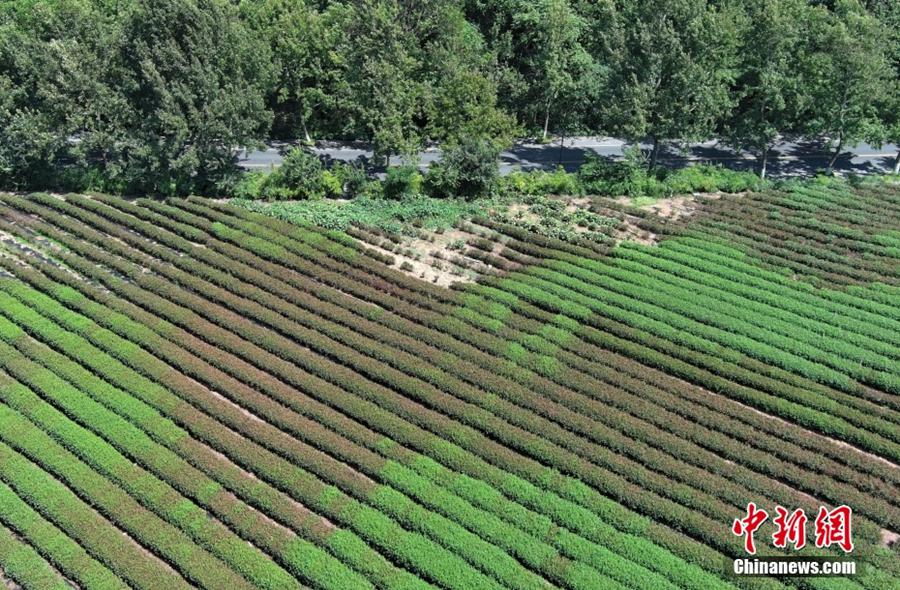 Hangzhou: gli alberi del tè di Longjing parzialmente bruciati dal sole