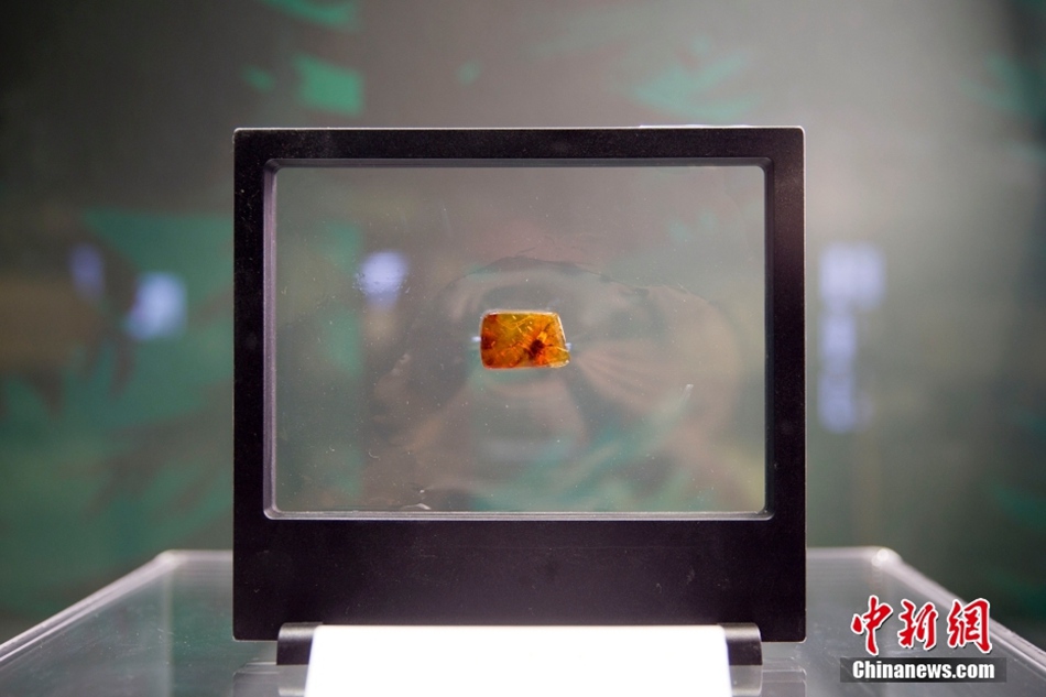 Incontro con il tempo congelato: antiche ambre con insetto in mostra al Museo dello Shanxi