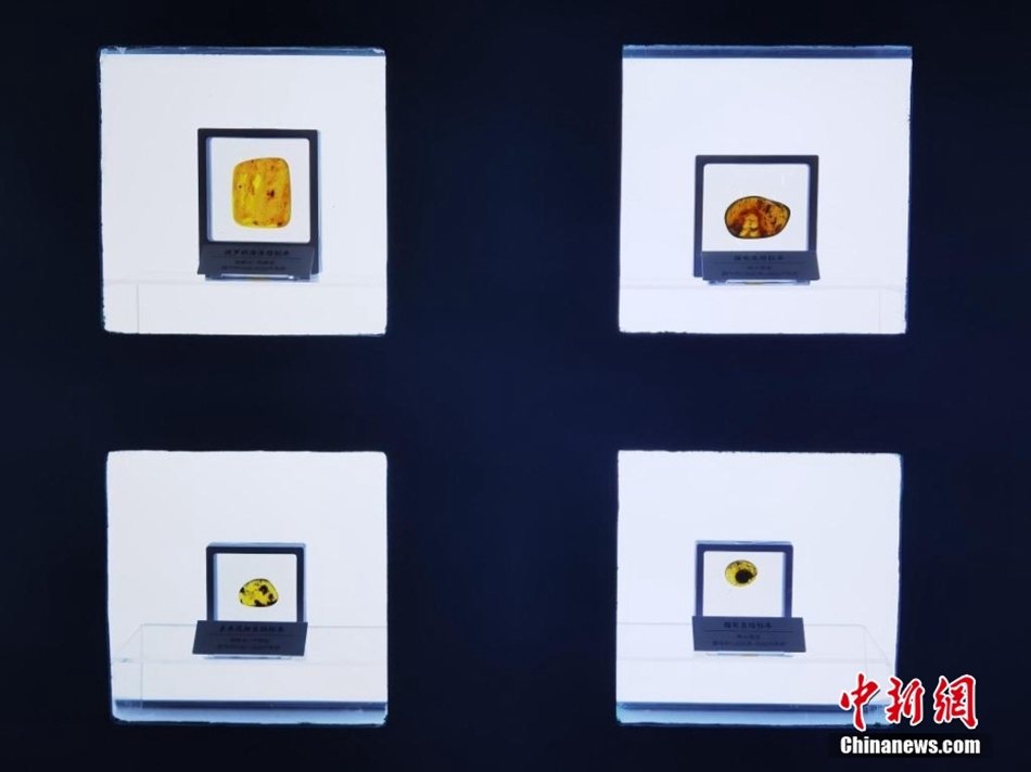 Incontro con il tempo congelato: antiche ambre con insetto in mostra al Museo dello Shanxi
