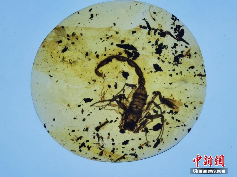 Incontro con il tempo congelato: antiche ambre con insetto in mostra al Museo dello Shanxi