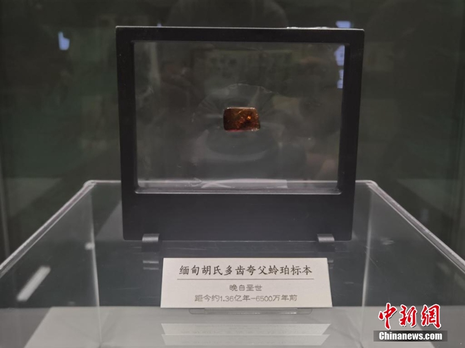 Incontro con il tempo congelato: antiche ambre con insetto in mostra al Museo dello Shanxi