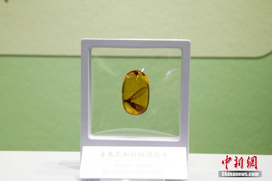 Incontro con il tempo congelato: antiche ambre con insetto in mostra al Museo dello Shanxi