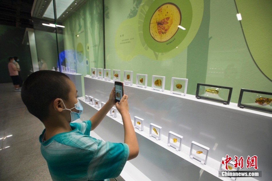 Incontro con il tempo congelato: antiche ambre con insetto in mostra al Museo dello Shanxi