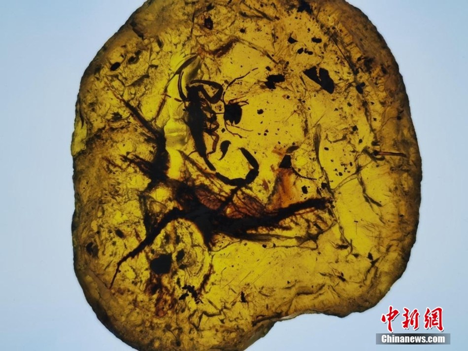 Incontro con il tempo congelato: antiche ambre con insetto in mostra al Museo dello Shanxi